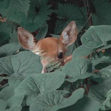 番茄口味olo
