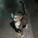 阿卡德之光