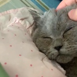 狗蛋