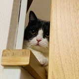 乌龙