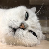 去他喵的！