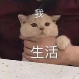 挨喵揍小能手