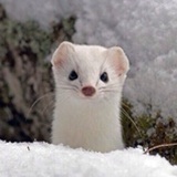 迷你招财猫