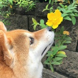 输入昵称