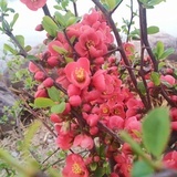 妮雅