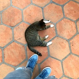 肖