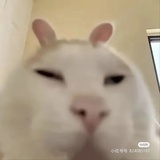 哦买噶子