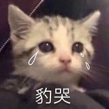 不是猫老大