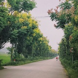 女神经中的女神