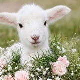 羊羊羊🐑