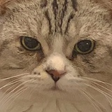 半仙儿