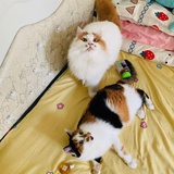 可乐麻~