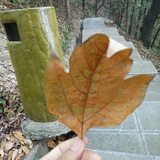 木容