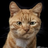 涂涂