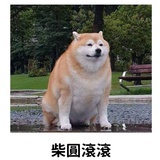 口亻木