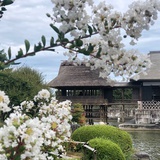 图芭兔日记