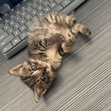 黄小猪大魔王