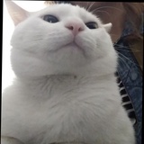 neko布布