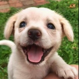 琼
