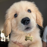 Nigel_