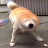 龙阳安陵