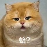 大尾巴熊