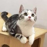喵星人