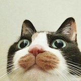 三色猫咪
