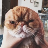 mimew