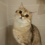 T.