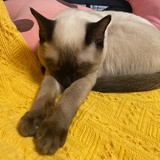 摇曳花丛
