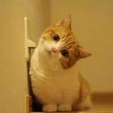 刺猬球儿