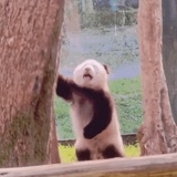 三旬老汉李板板