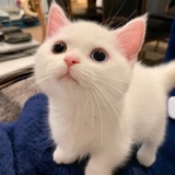 鲸落蓝