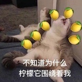 柠檬精🍋