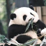 土豆研究员