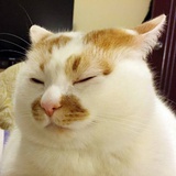 半斤