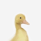 合不了心意