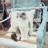 余笙