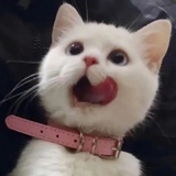 我的小鱼干呢