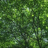 思无
