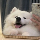 🐾