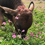 花花