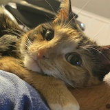 狸花猫