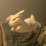 萌啦丽锟