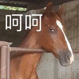 毛毛毛