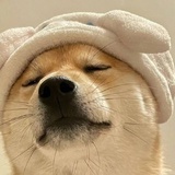 狗肆