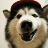 happy go