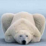 hardbeaver