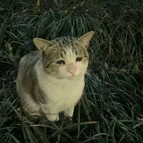tokki